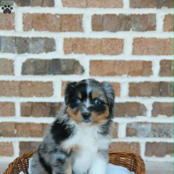 Bella, Miniature Australian Shepherd Puppy